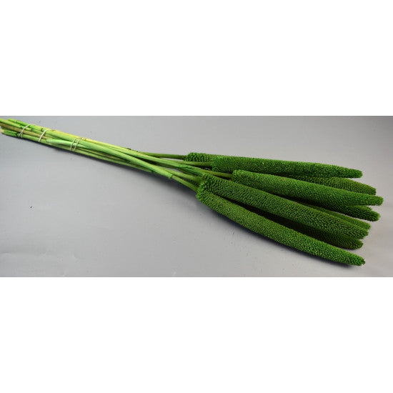 Babala verde deschis