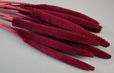 Image for Babala bordeaux