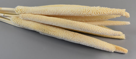 Image for Babala inalbit