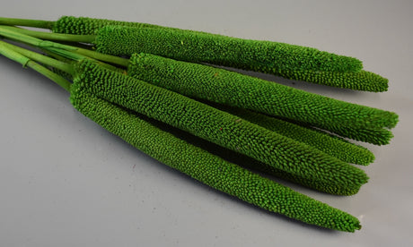 Image for Babala verde deschis
