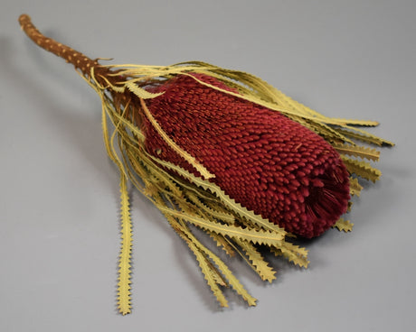 Image for Banksia hookerana erika