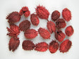 Image for Belendec rosu