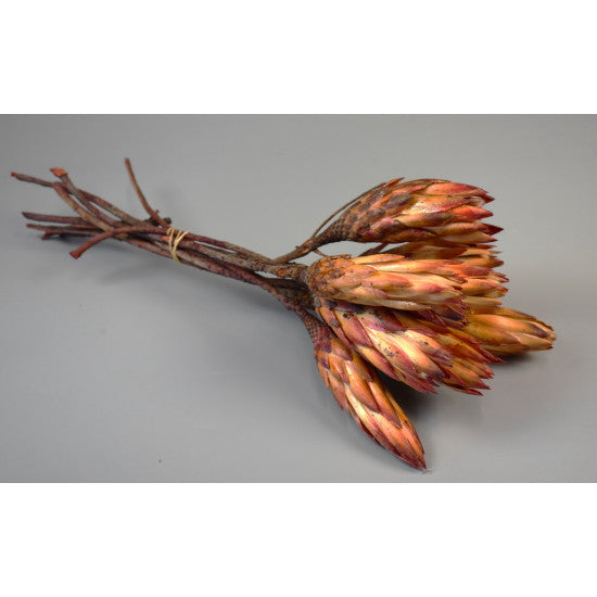 Protea rosu boboci cal.II-a natur