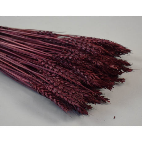 Grau fara arifte 150g bordeaux