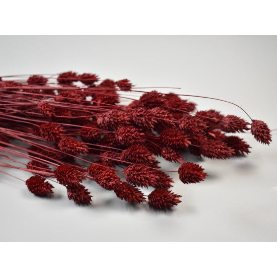 Tallaris 100gr bordeaux