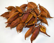 Image for Brachyciton natur
