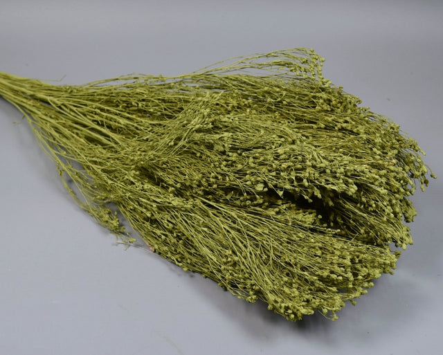 Broom Bloom 100g vopsit oliv