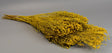 Image for Broom bloom 100gr. vopsit galben