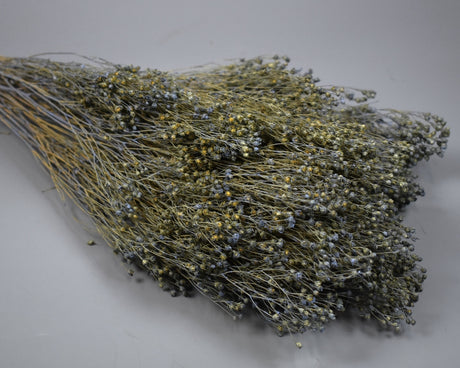 Image for Broom Bloom 100gr vopsit very pery