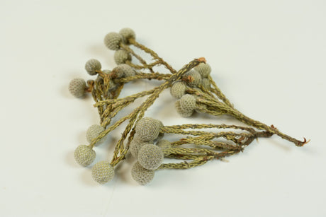 Image for Brunia albiflora natur