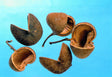 Image for Nuca de Buddha natur