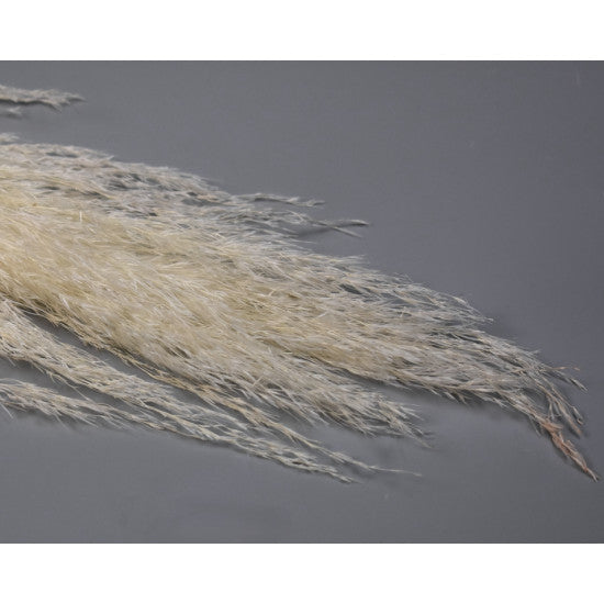 Iarba pampas 120cm inalbit 40-60cm buga