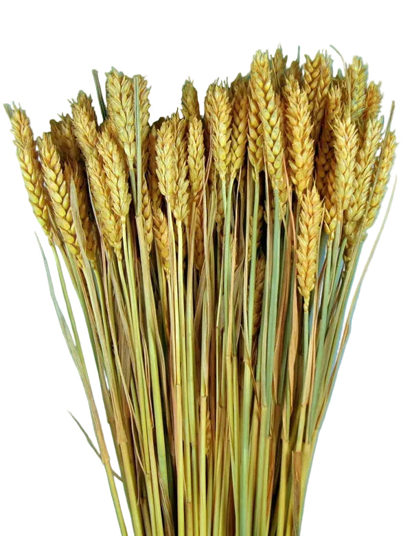 Grau fara arifte 150g inalbit piersica