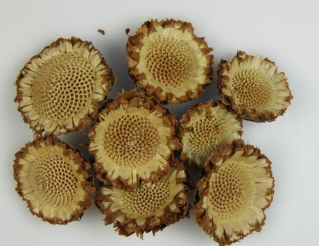 imagine produs Capete protea margareta