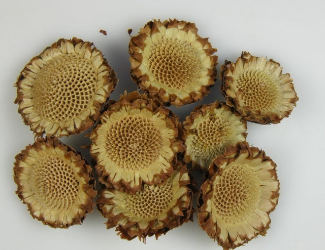 imagine produs Capete protea margareta