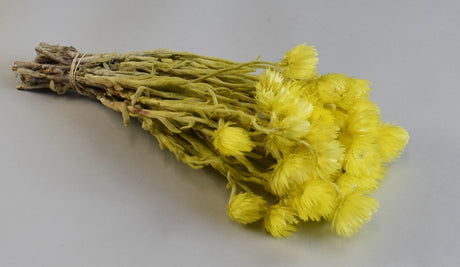 Image for Buchet capblume 30-40cm galben