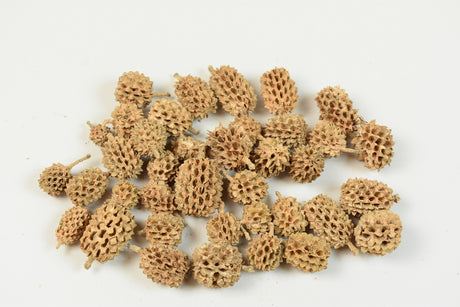 Image for Casuarina vopsit piersica
