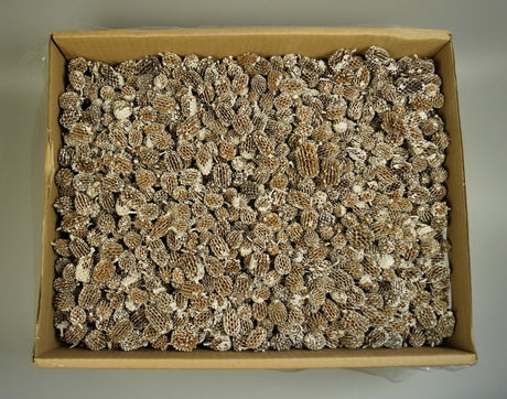 Image for Casuarina inzapezita 3.5kg