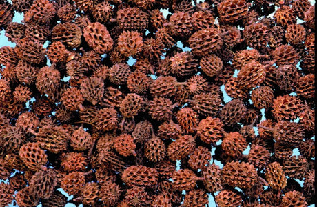 Image for Casuarina natur