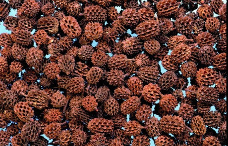 imagine produs Casuarina natur 1kg