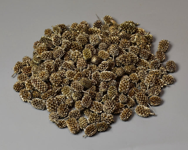 Casuarina șampanie