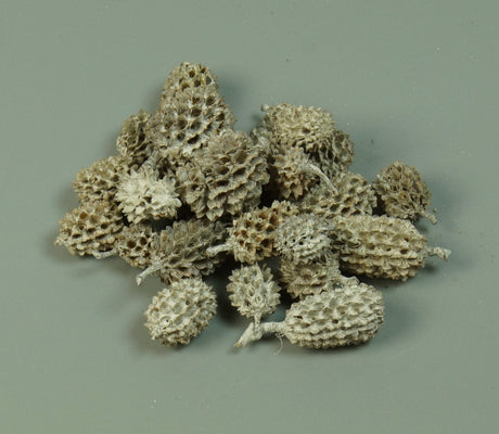 Image for Casuarina cu chiciura