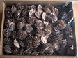 Image for Cap trandafiri cedru 5-7cm cu chiciura