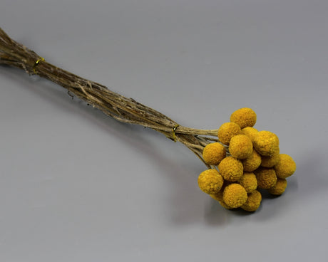 Image for Craspedia natur