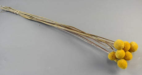 Image for Craspedia natur