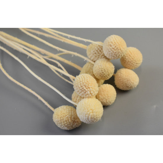 Craspedia 40-50cm inalbit