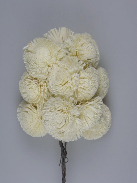 imagine produs Crizanteme ming 6cm