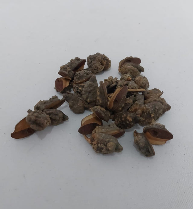 Hakea indiane natur