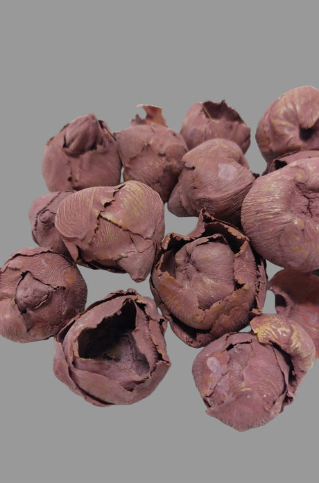 Cocos mini vopsit bordeaux