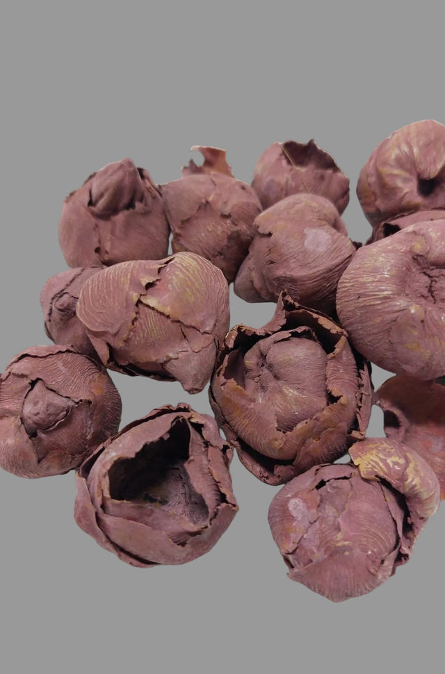 Cocos mini vopsit bordeaux