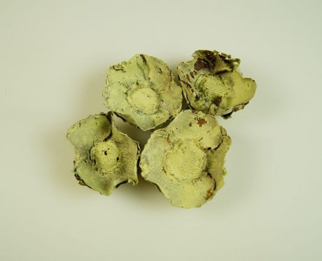 imagine produs Flori de cocos vopsit crem galbui