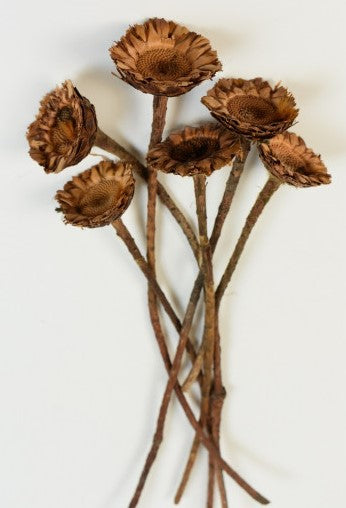 imagine produs Protea coronata mini natur inchis