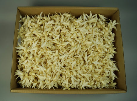 Image for Stelute lily  inalbit 0.45kg