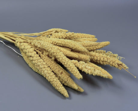 Image for Ciumiz 100gr inalbit