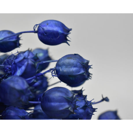Nigella damascena 100gr inalbit albastru