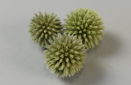 Image for Cap Echynops vopsit verde deschis