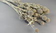 Image for Echynops lung vopsit alb