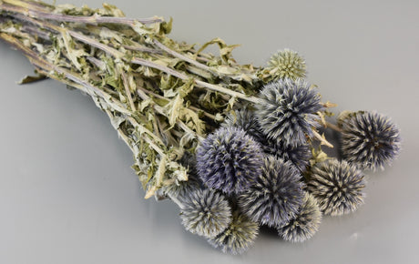 Image for Echynops lung natur