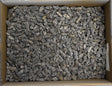 Image for Fructe arini india cu chiciura