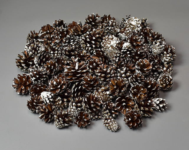 Conuri de pin 1kg inzapezite