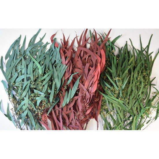 Eucalipt cu frunze alungite /fructe preparat albastru