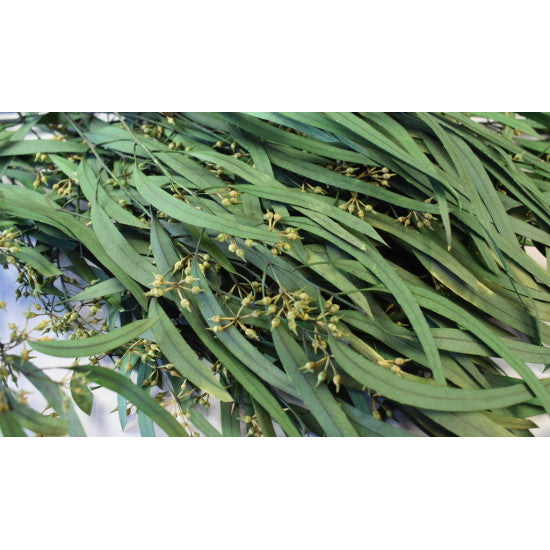 Eucalipt cu frunze alungite /fructe preparat verde deschis