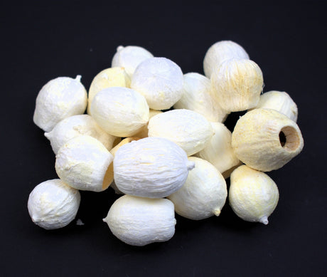 Image for Eukalypt/Bell gum inalbit