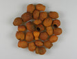 Image for Eukalypt Bell gum port.