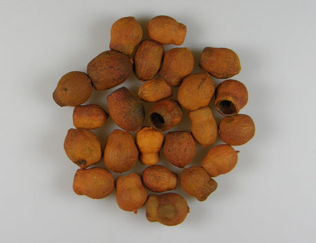 Image for Eukalypt Bell gum port.