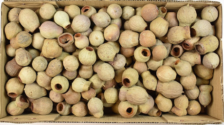 Image for Eukalypt/Bell gum natur